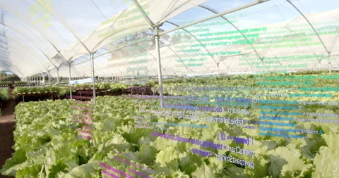 Camera panning initiating code overlays growing visualizing crop health in Stock Footage 314736064