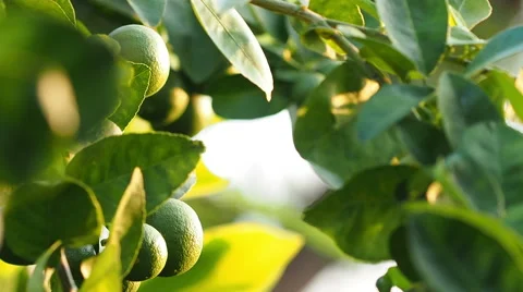 Camera panning, Lemon on tree branch. Stock Footage 50030143