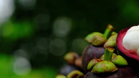 Camera panning of mangosteen Stock Footage 136924142
