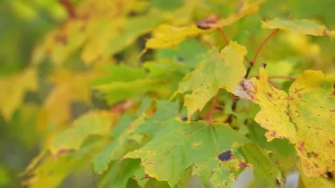 Camera panning from out-of-focus early autumn leaves to the ones in focus. Stock Footage 255792147