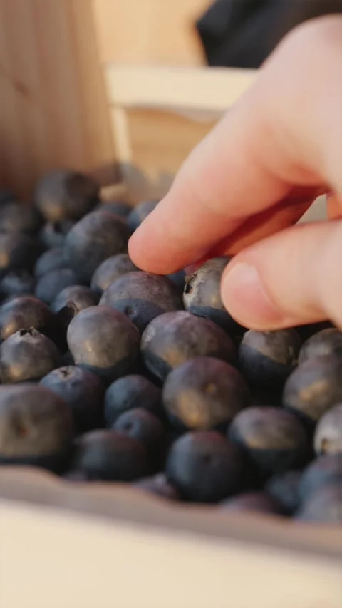 Camera panning over blueberries box as male hand gently picks single berry .. Stock-Footage 336807485