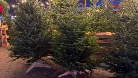 Camera panning over christmas trees displayed for sale Stock Footage 294954008