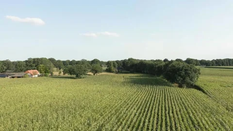 Camera panning over a cornfield and farm Stock Footage 293158373