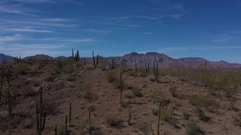 Camera panning over desert landscape revealing cacti 動画素材 313656684