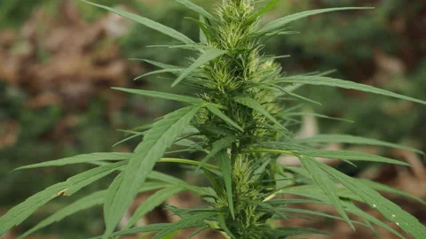 Camera panning over the Marijuana cannabis weed plants growing farm Stock Footage 201248503