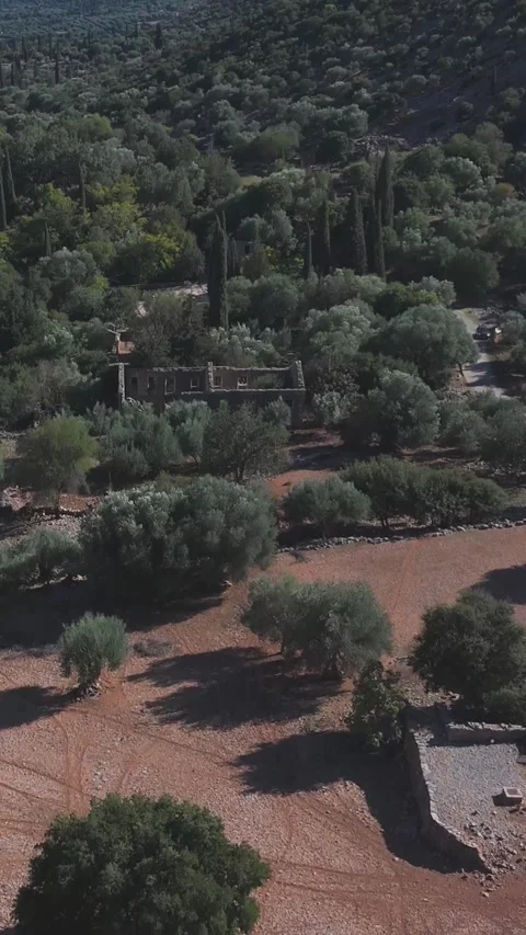 Camera panning over olive grove and ruins Stock Footage 290449451