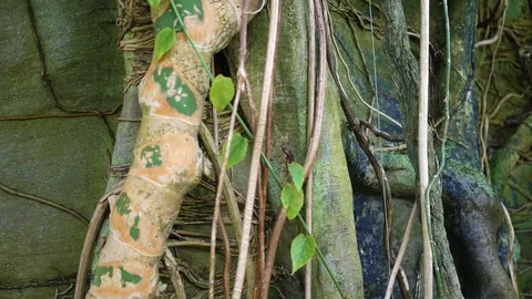 Camera panning over a vine system of a jungle tree trunk Stock Footage 90365630