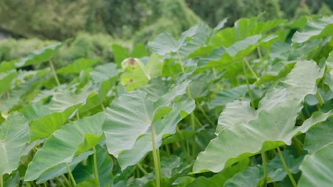 Camera Panning Right Across Field of Vibrant Green Taro Leaves Stock Footage 347265873