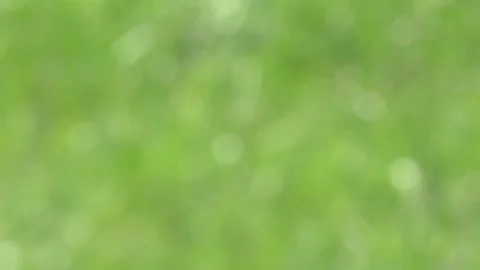 Camera Panning Right to Left Over Blurred Green Meadow Background. Stock Footage 342172542