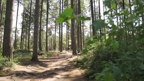 Camera panning right showing forest path Stockbeeldmateriaal 291883068