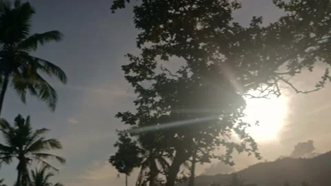 Camera Panning Right with Trees Silhouetted Against the Sunset Stock Footage 242140608