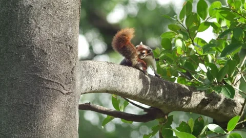 Camera panning shot following cute squirrel moving on tree branch in green Stock Footage 345660648