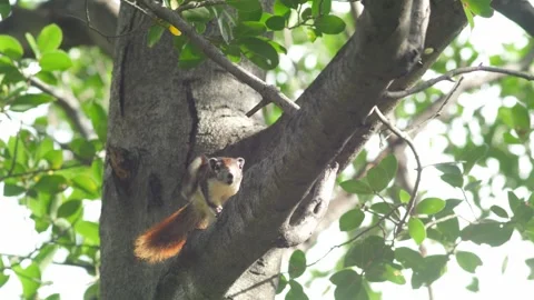 Camera panning shot following cute squirrel moving on tree branch in green Stock Footage 345660729