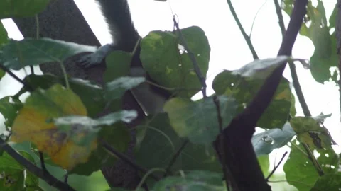 Camera panning shot following cute squirrel moving on tree branch in green Stock Footage 345660862