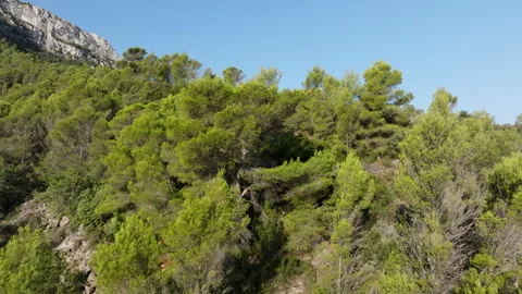 Camera panning showing green pine trees growing on mountainside Stock Footage 300620723