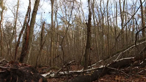 Camera panning from the sky to the destroyed forest floor 스톡 동영상 120648744