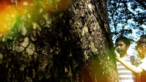 Camera panning to Slow motion two boy look at the tree-2 Vídeos de archivo 83062415