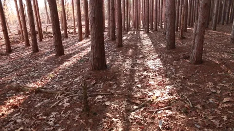 Camera Panning up into Sun Flare in Pine Forest Stock Footage 48908932