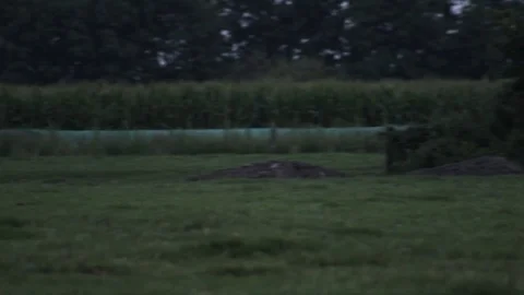 Camera panning to three cows grazing on some grass in a field Stock Footage 91375916