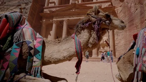 Camera panning through camel head to the sky Stock Footage 102452741