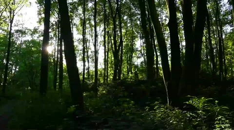 Camera panning through forest Stock Footage 51385484