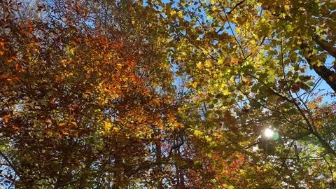 Camera Panning up into Tree with Vibrant Autumn Leaves Video stock 253221196