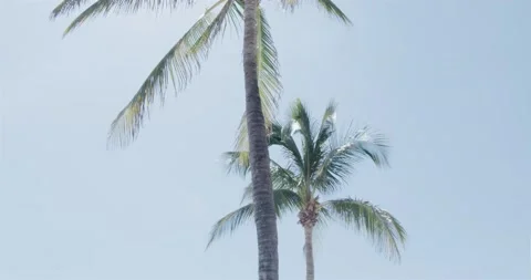 Camera panning under palm trees in daylight Stock Footage 204874621