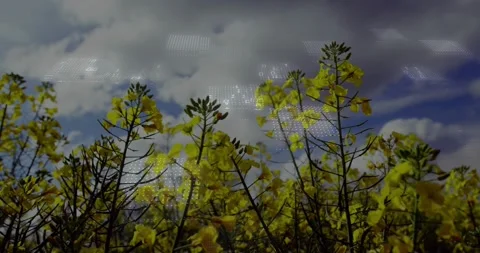 Camera panning upward overlay fading in yellow flowers swaying clouds drifting Video stock 320650732