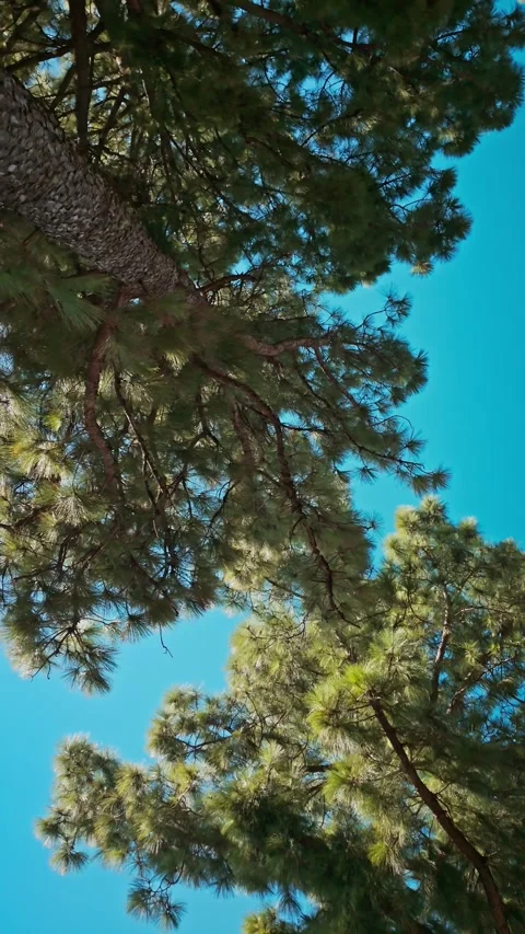 Camera panning upwards revealing pine trees Stock Footage 294275895
