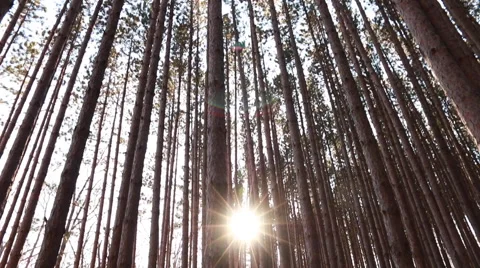 Camera Panning on Vertical Axis toward sun in Forest Stock Footage 48907983