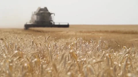 Camera panorama from a wheat field to a working combine Stock Footage 220600925