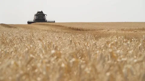 Camera panorama from a wheat field to a working combine Stock Footage 221819458