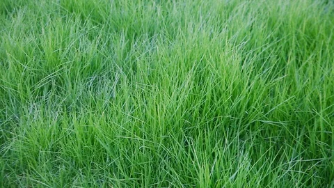Camera panoramic moves over a grass Stock Footage 118909076