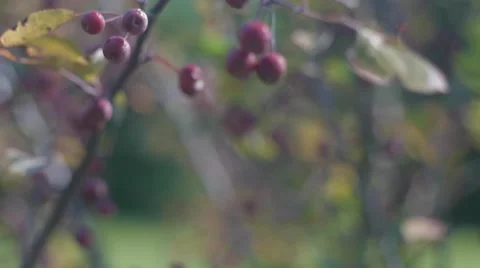 Camera Pans Up Across Budding Berries Stock Footage 41796401