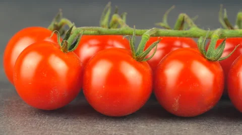 Camera pans across cherry tomatoes on the vine Stock Footage 65727976