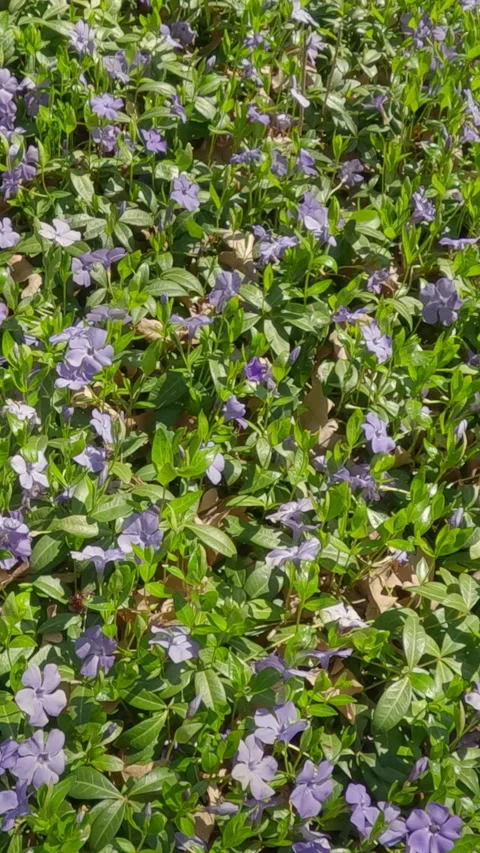 Camera pans across a clearing with many Dwarf Periwinkle flowers, Vinca minor Stock Footage 309915912