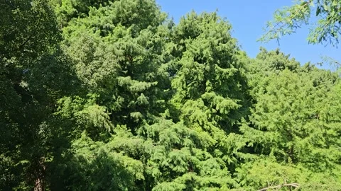 Camera pans across dense feathery treetops and layered green foliage beneath a Stock Footage 344886442