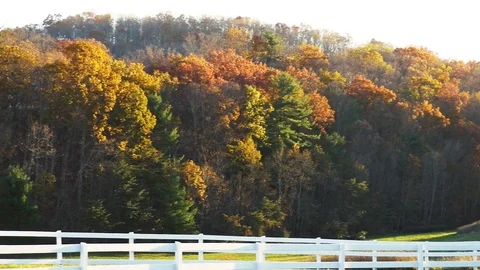 Camera Pans Across Forest at Sunset Stock Footage 69757154