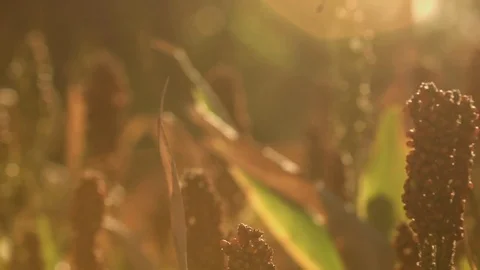 Camera pans across a group of sorghum plants bathing in the evening sunlight Stock Footage 78244300