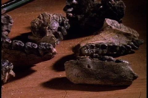 Camera pans across jawbones and teeth of early humans laid out on a table top. Stock Footage 86752465