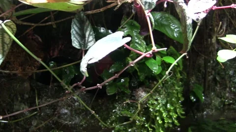 Camera pans across jungle or rainforest foliage close to the water Stock Footage 47329061