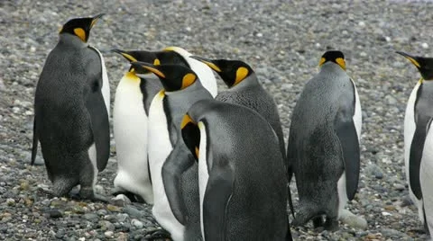 Camera pans across king penguin colony in southern Chile Stock Footage 11956072