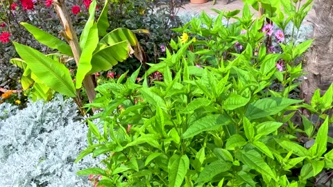 Camera pans across lush green tropical garden with banana plant and colorfu.. Vídeos de archivo 332824117