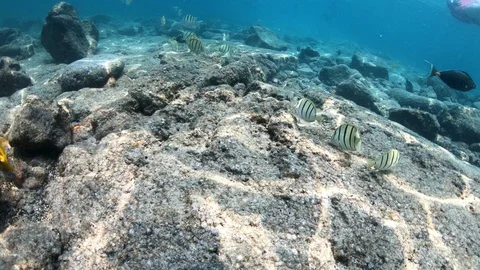 Camera pans across ocean floor near Convict Tang and Yellow Tang fish 4K Stock-Footage 98432450