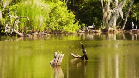 Camera Pans across Pond with Anhinga on Branch Stock Footage 245596347