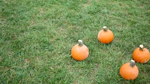 Camera pans across small cute pumpkin patch on grass Video stock 286030798