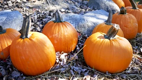 Camera pans across vibrant pumpkins lying on autumn leaves 1 Stock Footage 286915401