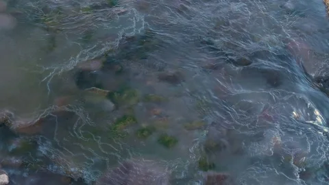 Camera pans along frozen stream with morning light Stock Footage 81885515