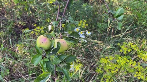 The camera pans around the apples hanging from the green branches. Stock Footage 244159289
