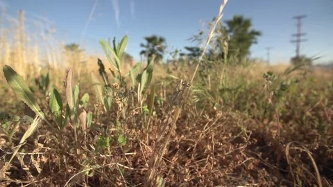 Camera pans around dry plants in an abandon field. Stock Footage 71121033